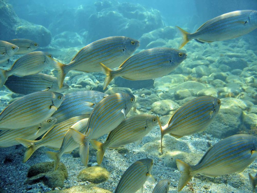 Sarpa Salpa