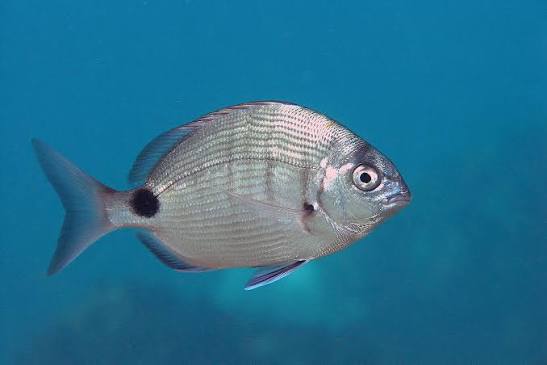 Diplodus Sargus